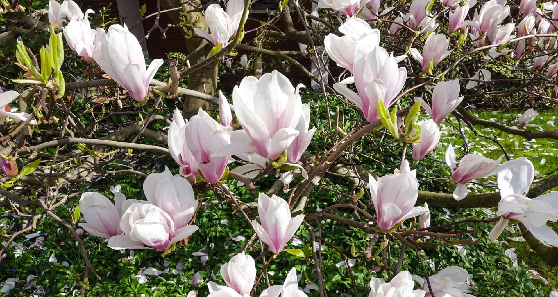 Saucer Magnolia is a great tree to accent your southern parties